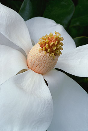 Magnolia Blossom ©