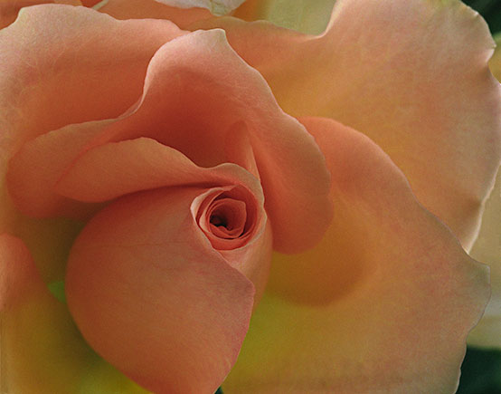 Pink Rose 5 ©