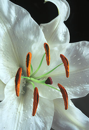 White Lily ©