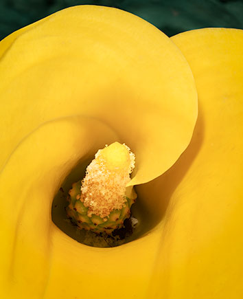 Yellow Calla Lily ©