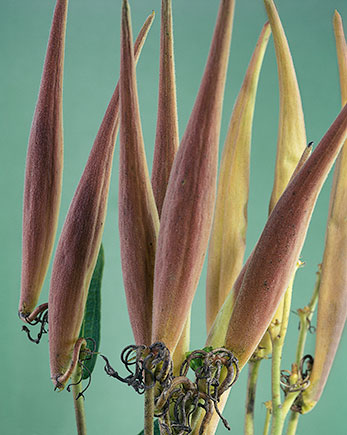 Butterfly Weed Pods 1 ©
